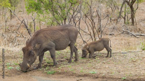 Warthog with Young Piglet on its Knees Eating from the Ground in their Natural Southern African Habitat inside Kruger National Park