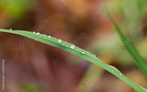 A close up macro shot of some dew drops on a long green leaf