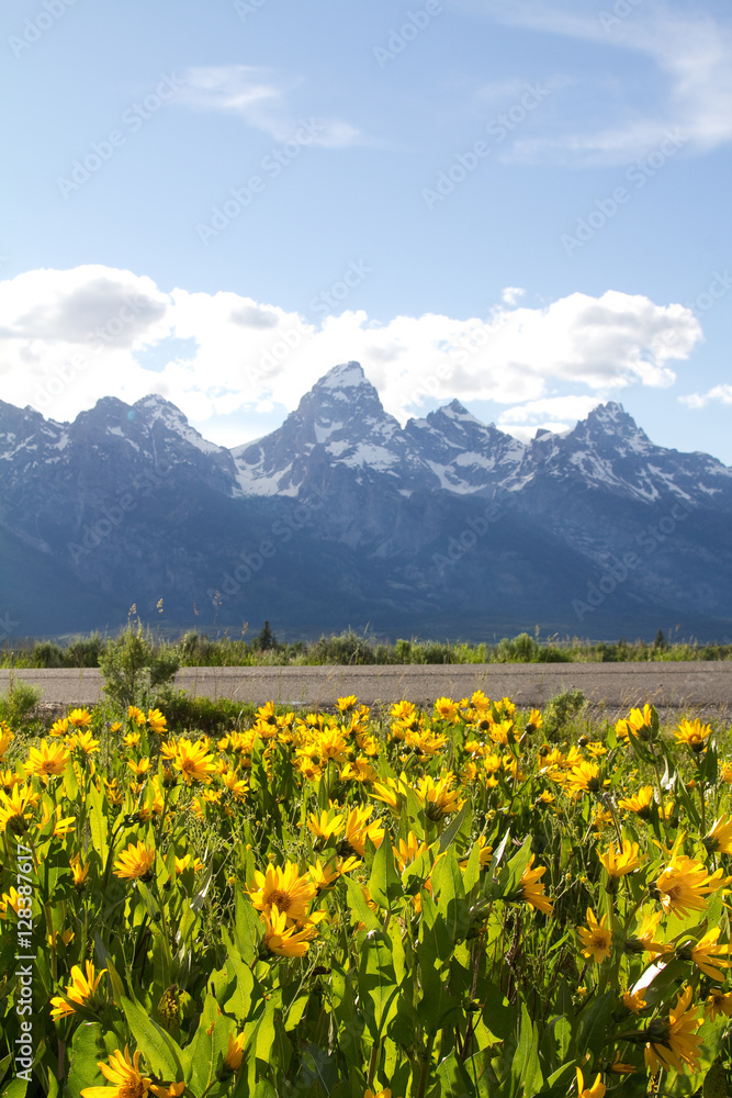 Yellow flowers at the Grand Teton National Park, US
