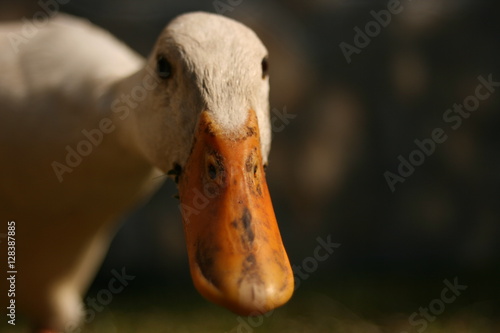 Weiße Ente - frontal