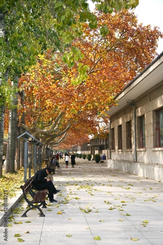  The beautiful autumn in Xian city ,China photo