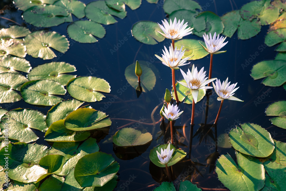 beautiful group of white lotus flower with leaves in pool on dark light and vintage tone with copy space. beautiful group of white lotus flower with leaves in pool on dark light and vintage tone with copy space.