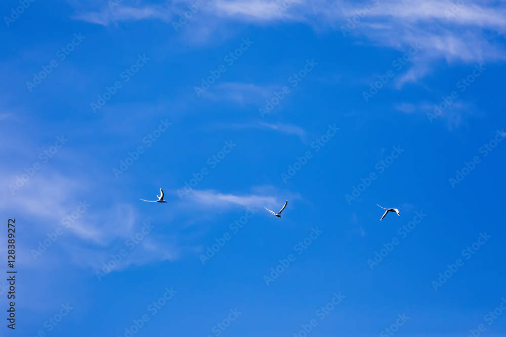 White-tailed Tropicbird, Phaeton lepturus, fishing in the Atlantic Ocean, Madagascar White-tailed Tropicbird, Phaeton lepturus, fishing in the Atlantic Ocean, Madagascar