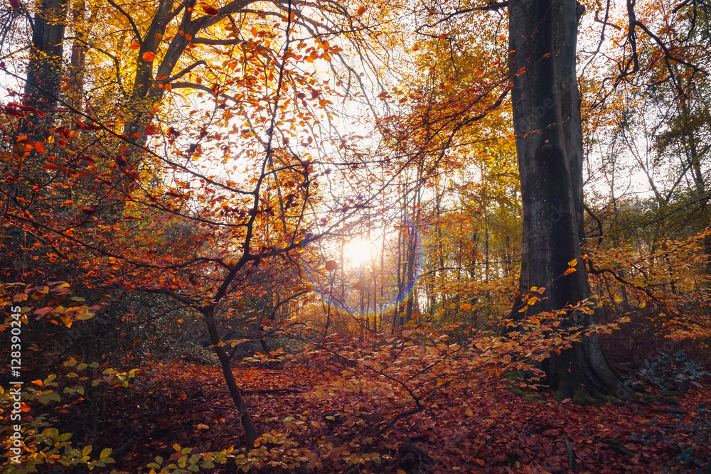 Obraz premium Jesienne liście