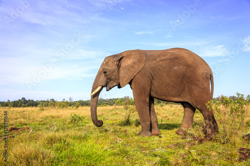 African elephant