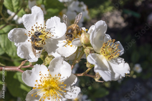 Wild bees pollinate flowers.