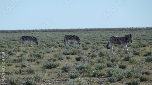 Fototapeta Naklejka Na Ścianę i Meble -  Zebras in the gras in Africa
