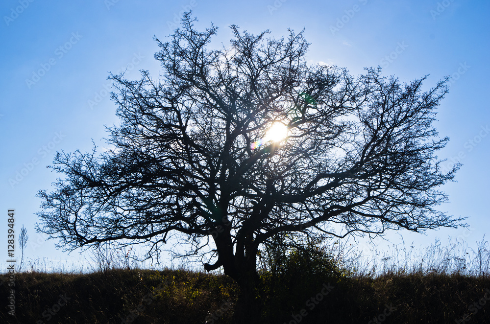 Tree on a meadow at sunny autumn day, Deliblatska pescara, Serbia Tree on a meadow at sunny autumn day, Deliblatska pescara, Serbia