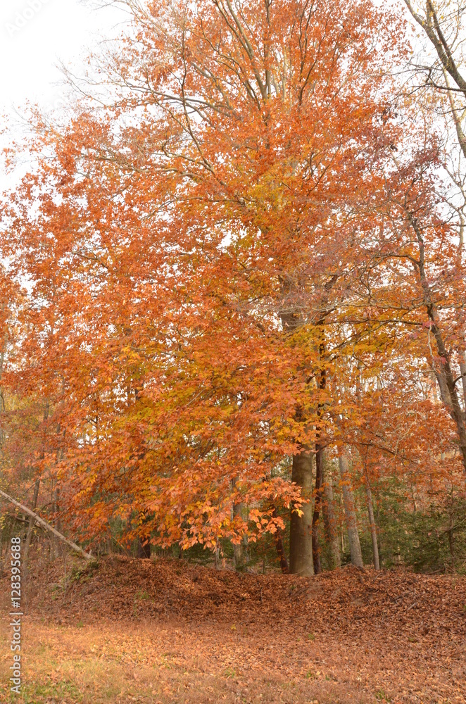 Fall foliage with red and yellow colors in tree