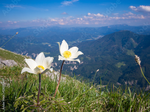 Anemone narcissiflora in autrian Alps photo