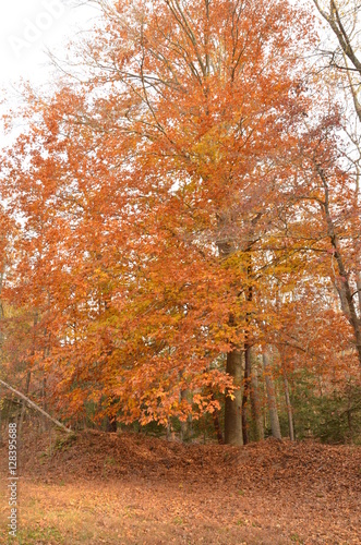 Fall foliage with red and yellow colors in tree