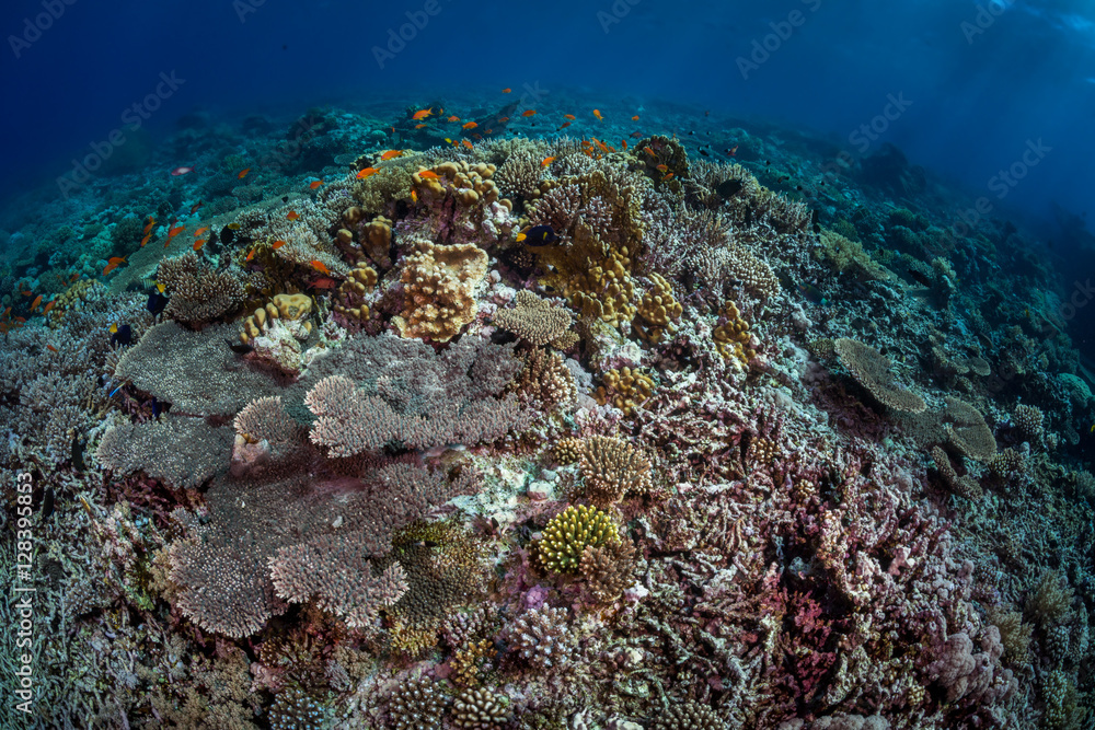 coral reef rubble scene coral reef rubble scene