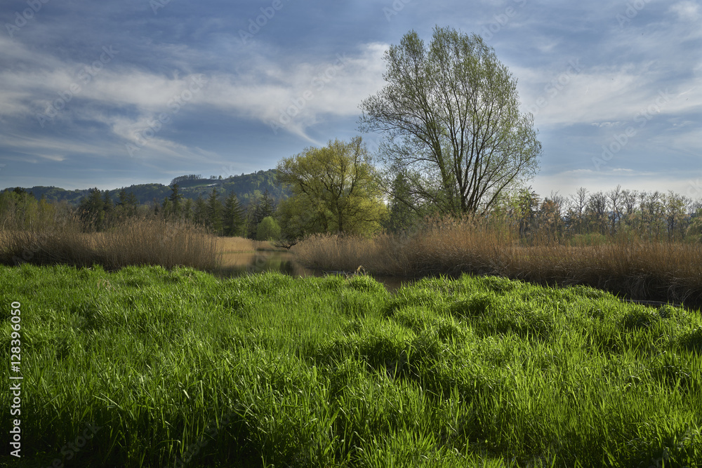 Obraz premium Frühling in der Au
