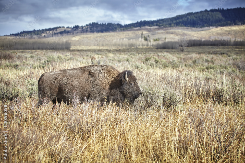 American bison grazing in the Grand Teton National Park, USA.