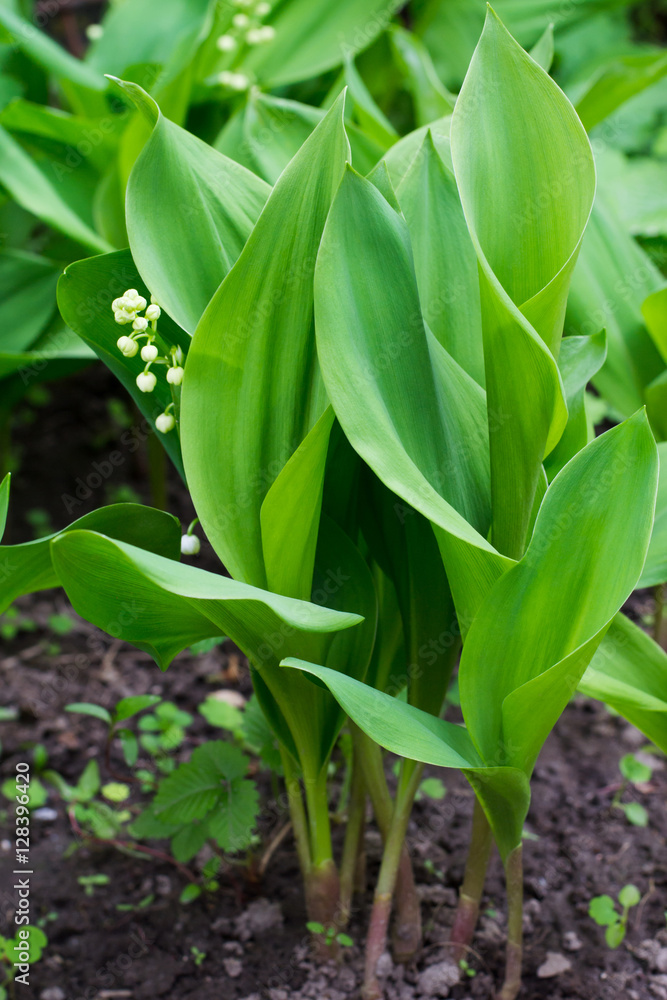 lilies of the valley lilies of the valley