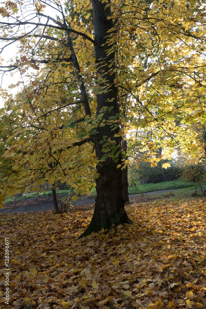 Fototapeta premium arboretum autumn