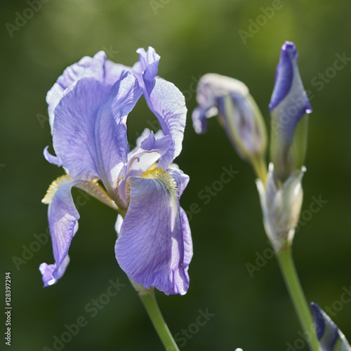 Fototapeta Naklejka Na Ścianę i Meble -  Schwertlilienblüte