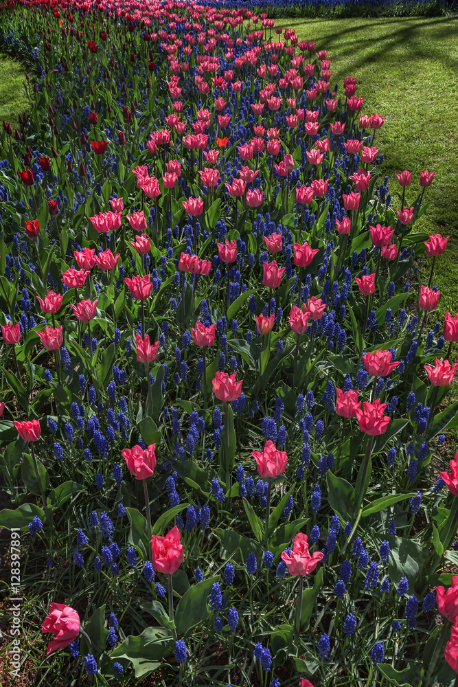 Multi-colored species of flowers in the park