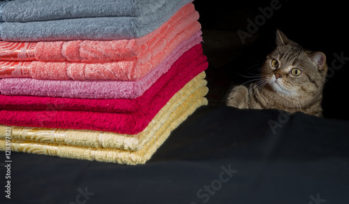 Cat is looking at a stack of colorful towels on a dark background. Selective focus.