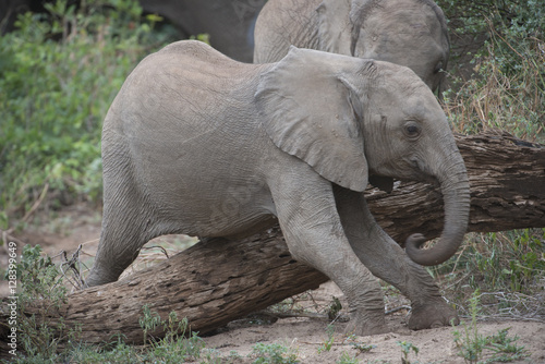 Baby Elephant Scratching Tummy