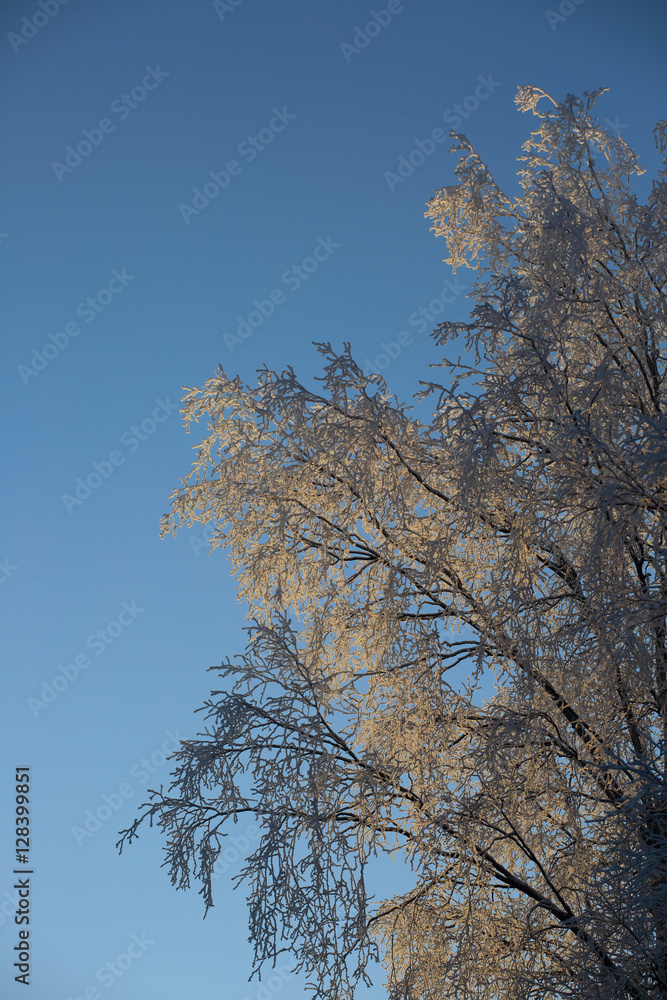 Obraz premium Hoarfrost on trees