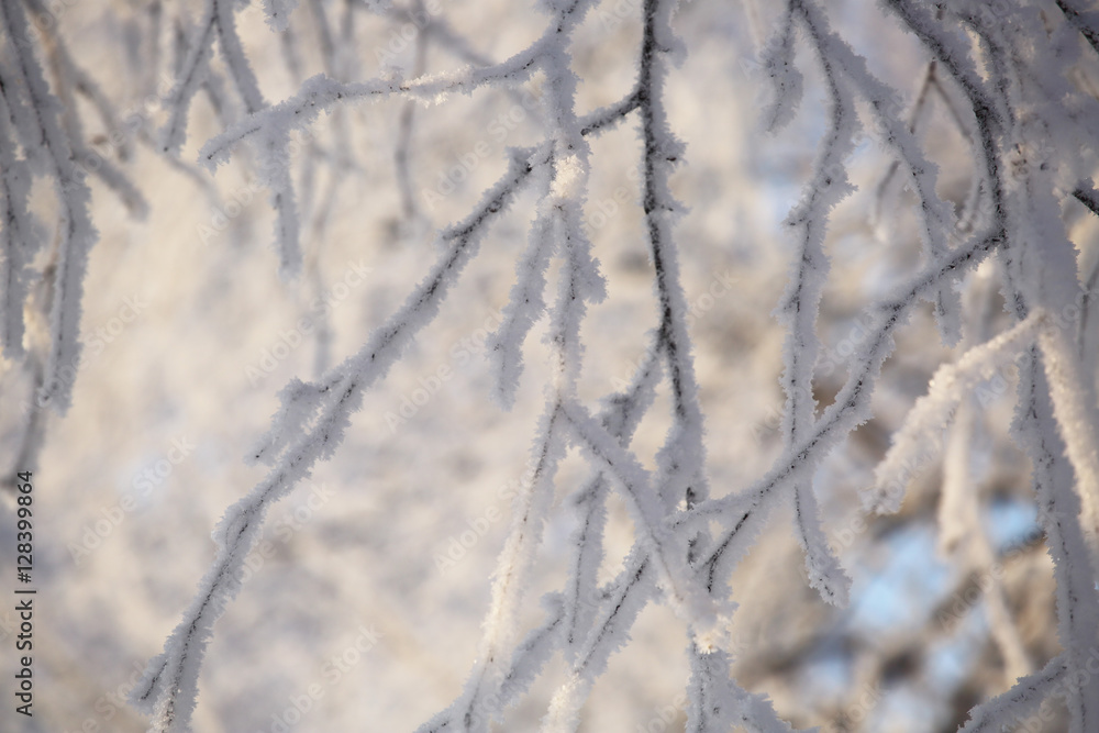 Hoarfrost on trees Hoarfrost on trees