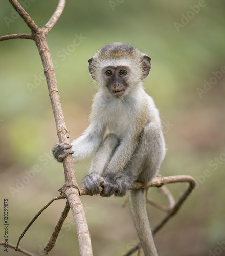 Vervet monkey cheap for sale