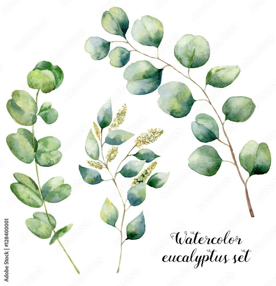Obraz Akwarela zestaw eukaliptusowy. Ręcznie malowane elementy eukaliptusowe dla niemowląt, nasion i srebra. Kwiecista ilustracja z round liśćmi i gałąź odizolowywać na białym tle. Do projektowania i tekstyliów.