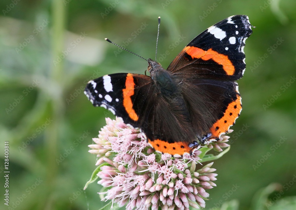 Naklejka premium Red Admiral butterfly (Vanessa atalanta) feedng on a hemp agrimony flower, wings opened