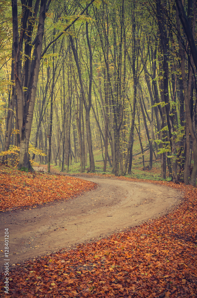 Obraz premium Forest road with beech trees on early autumn day