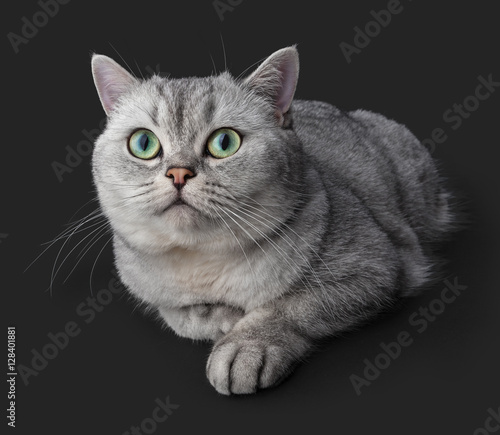 Wallpaper Mural The cat lies and looks. Gray British Shorthair cat isolated on dark gray background. Torontodigital.ca