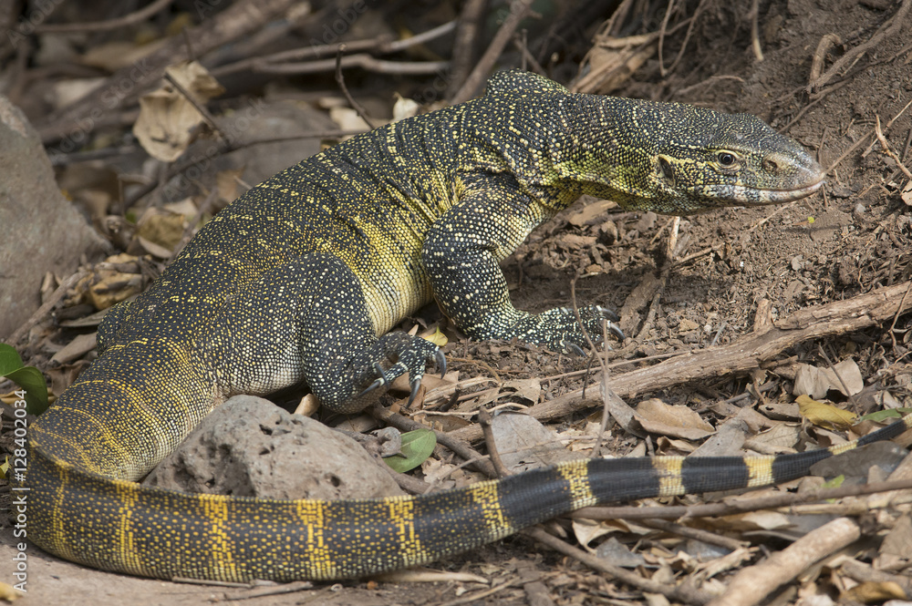 Giant Monitor Lizard Giant Monitor Lizard