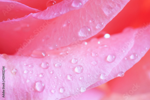 Floral wallpaper, pink roses petals with drops