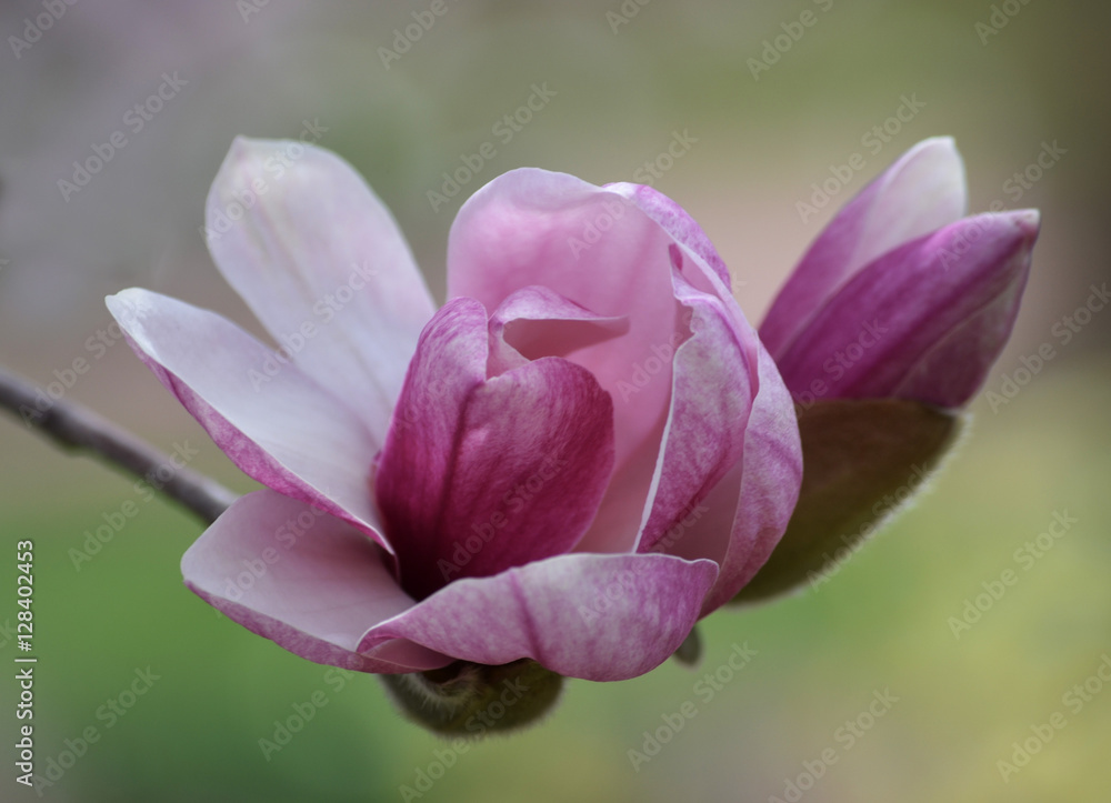 Fototapeta premium Magnolia Bloom