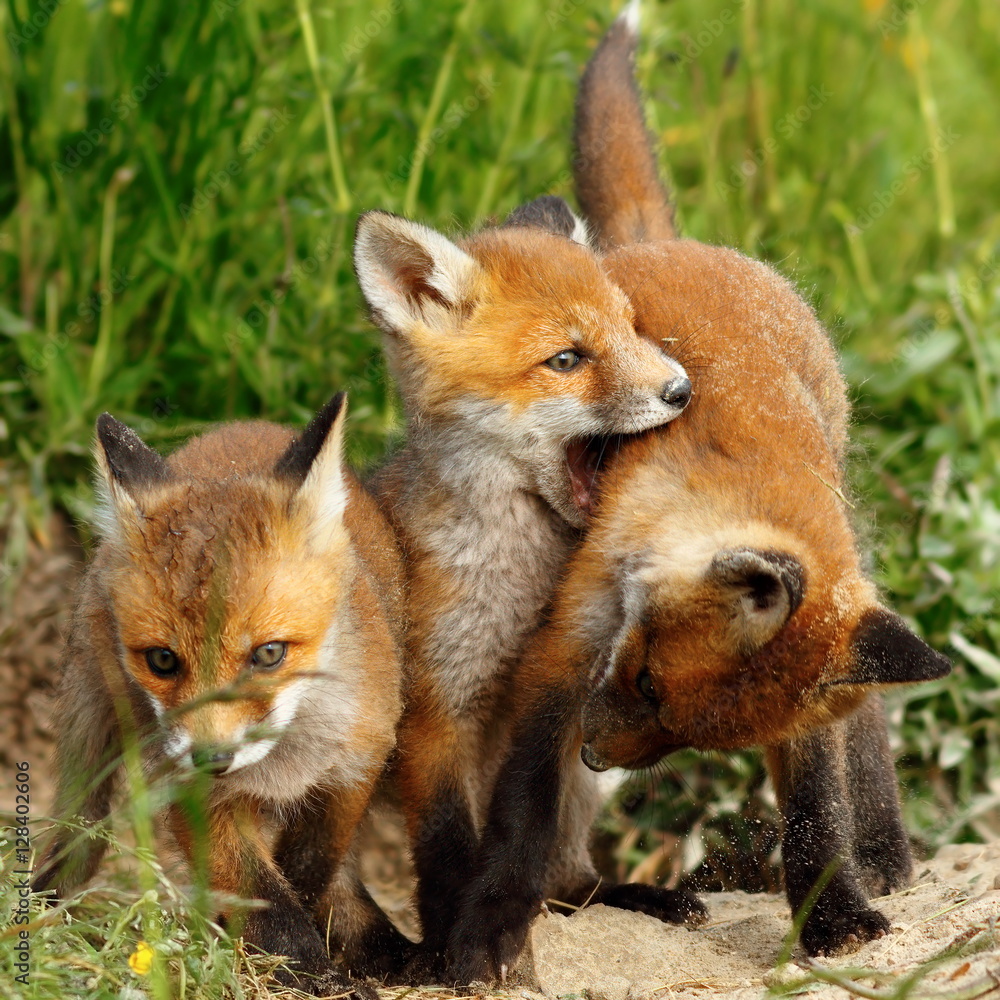 custom made wallpaper toronto digitalfamily of red foxes playing near the burrow