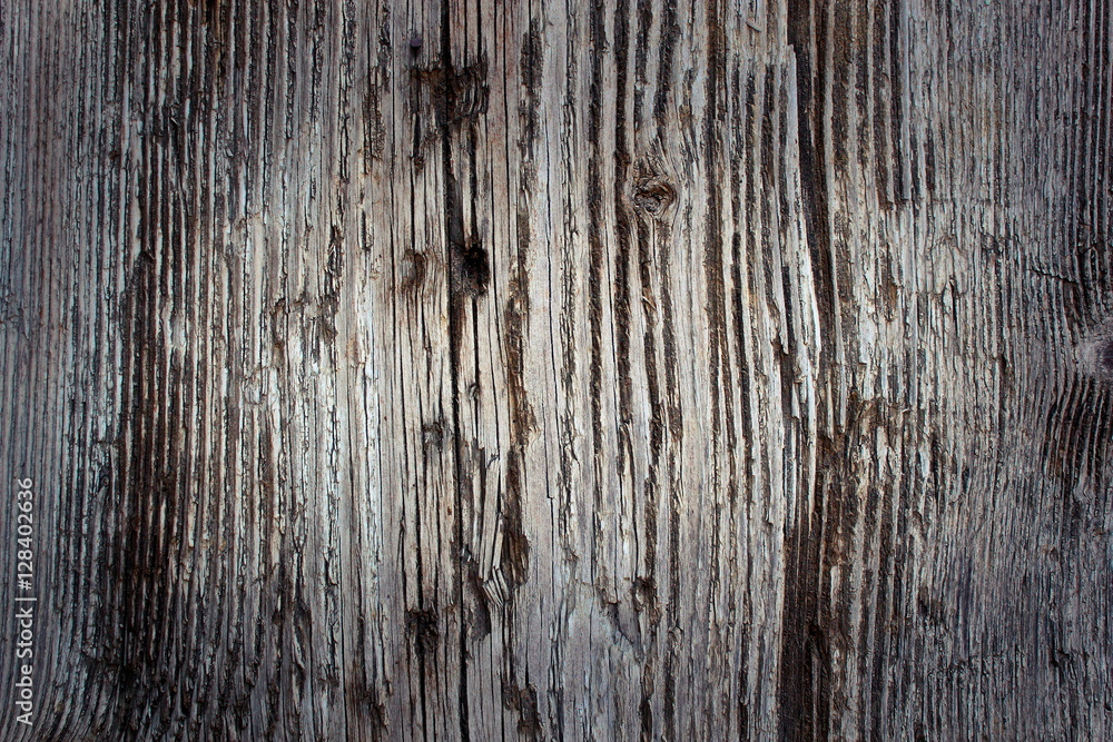 Fototapeta premium interesting real spruce textured panel