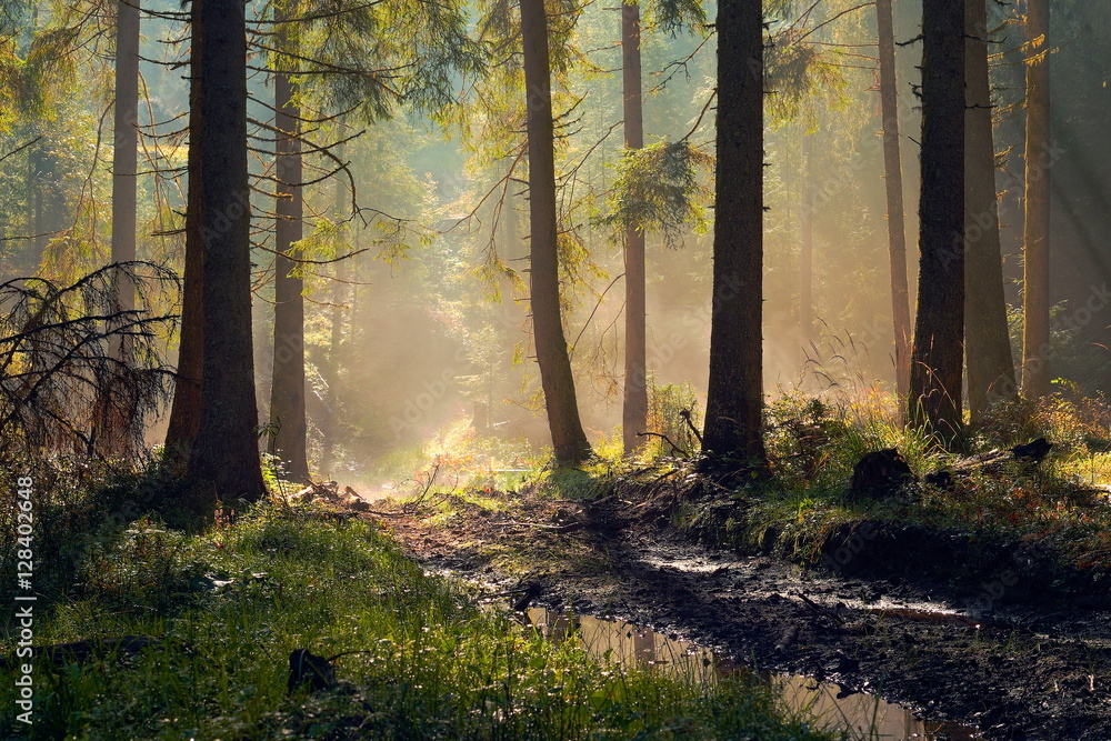 Fototapeta premium beautiful morning light in spruce forest