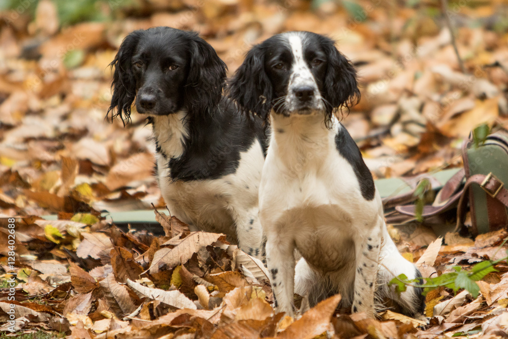 A day in the life of working dogs A day in the life of working dogs