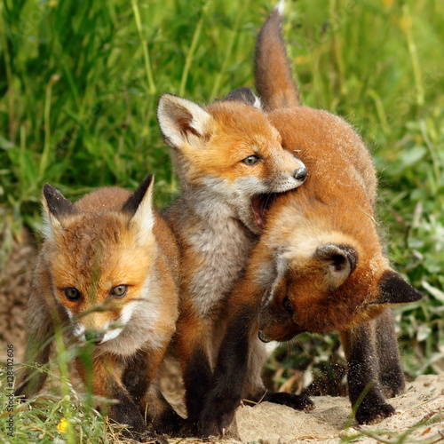 Wallpaper Mural family of red foxes playing near the burrow Torontodigital.ca
