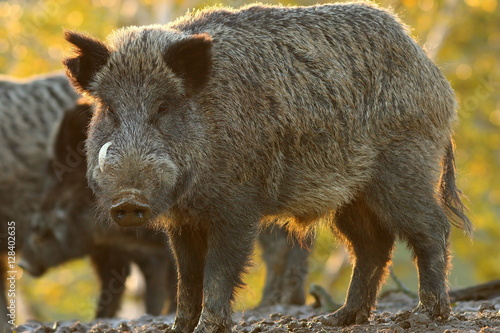 large male wild boar