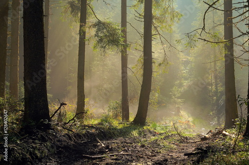 Wallpaper Mural misty spruce forest Torontodigital.ca