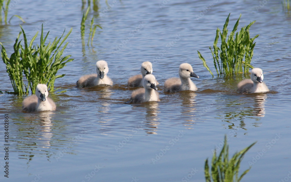 Φωτογραφία Baby European Mute Swan cygnets (Cygnus olor) swimming towards the camera
