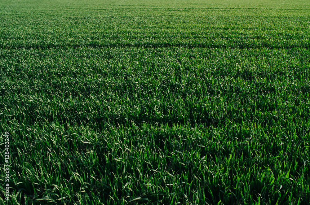 Vivid vibrant green grass (wheat) field closeup perspective view Vivid vibrant green grass (wheat) field closeup perspective view