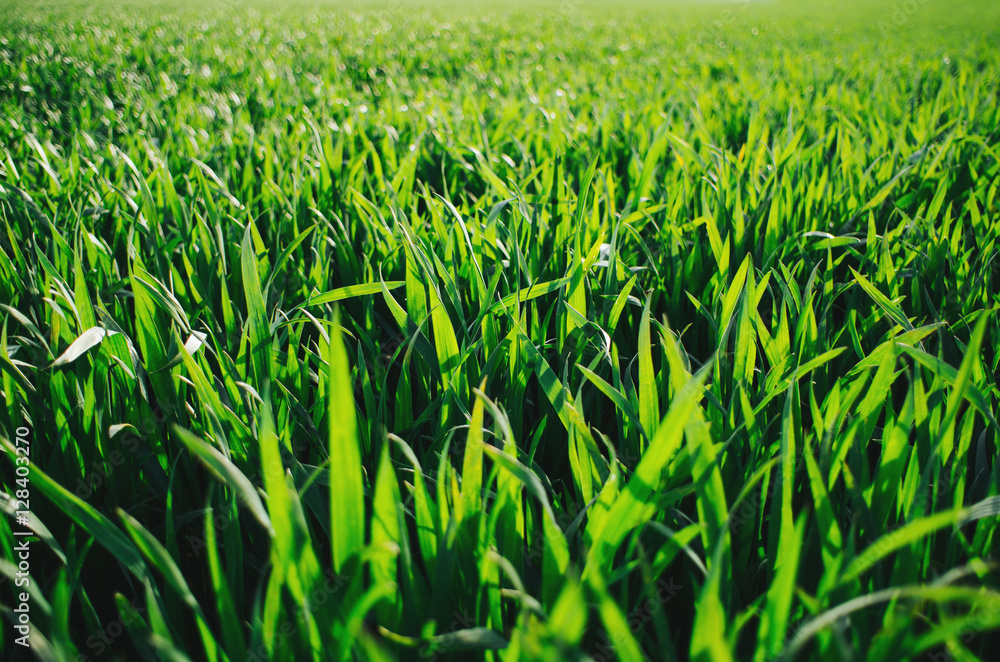 Obraz premium Vivid vibrant green grass (wheat) field closeup perspective view