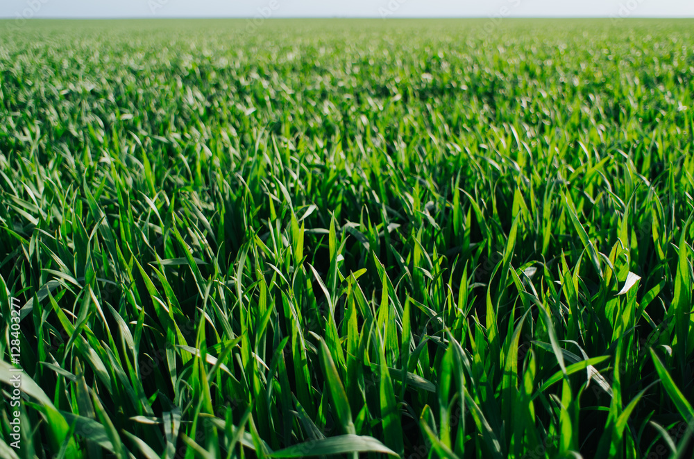 Vivid vibrant green grass (wheat) field closeup perspective view Vivid vibrant green grass (wheat) field closeup perspective view