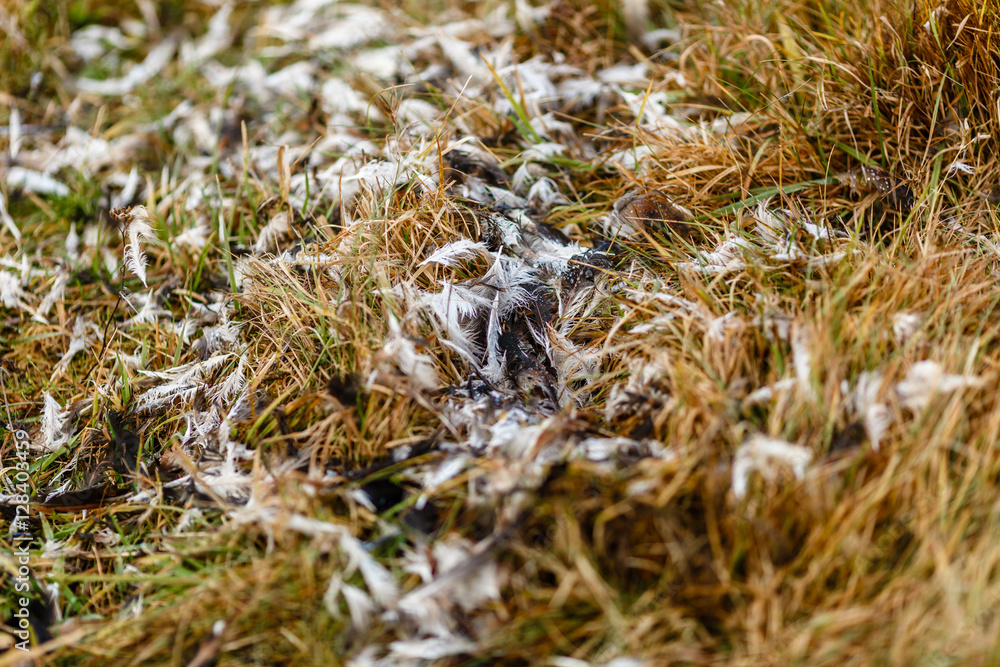 Остатки перьев задранной птицы