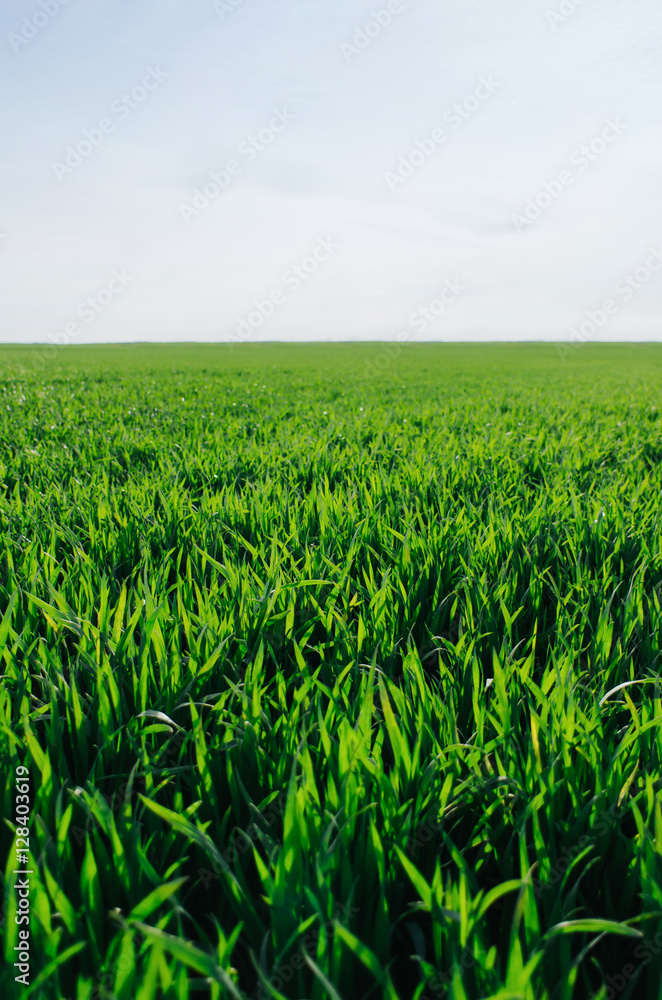 Vivid vibrant green grass (wheat) field closeup perspective view on blue sky background on nice spring day Vivid vibrant green grass (wheat) field closeup perspective view on blue sky background on nice spring day