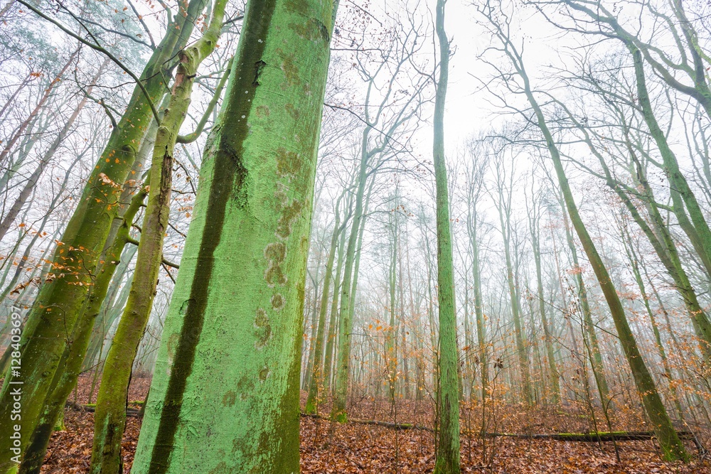 Fototapeta premium Beautiful autumnal forest landscap