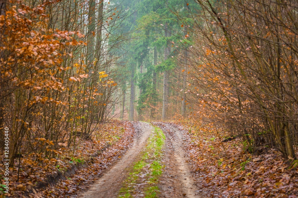 Obraz premium Fall forest with beautiful colors and sandy road