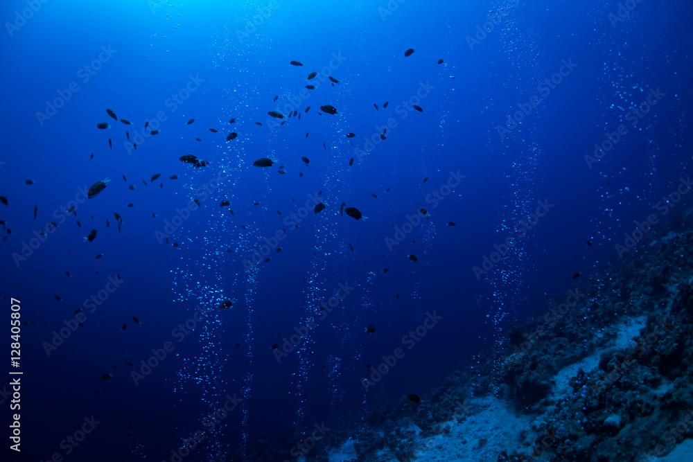 Fototapeta premium Bulbs